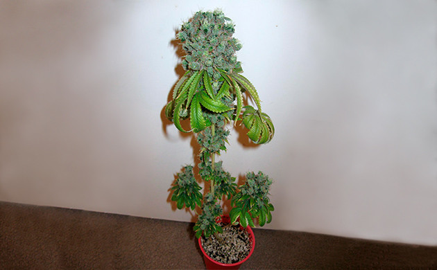 Урожай полученный при выращивании в стакане Харвест с куста конопли в пластиковом стакане