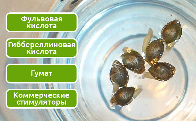 Замачивание семени в растворе Замачивание семян в различных растворах