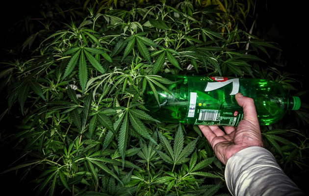 Начало стадии цветения Цветение конопли