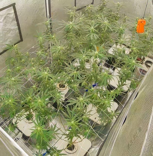 Марихуана на 7 неделе роста Конопля ростом 115 см