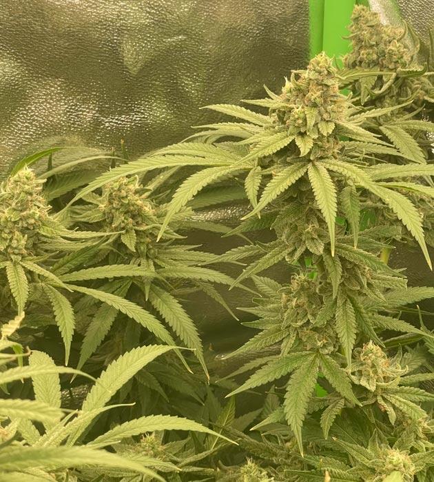 Промывка марихуаны Куст Fullgas от GHS на последней неделе выращивания
