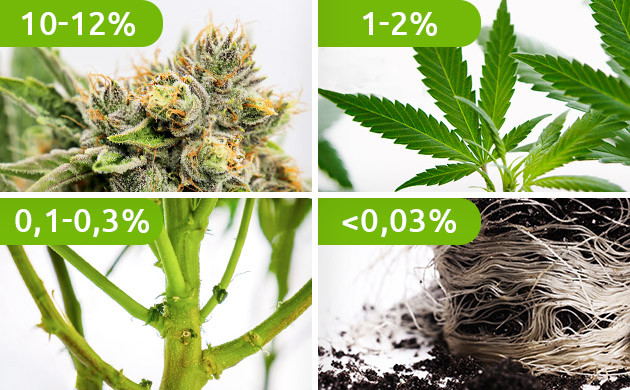 Распределение ТГК по различным частям куста Содержание ТГК в соцветии, листьях, стебле и корнях