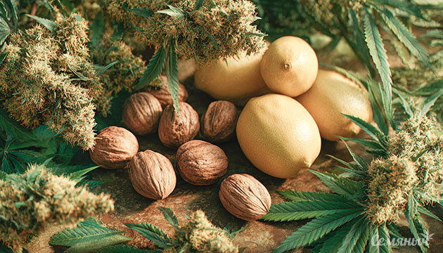 Терпен карен и его свойства Терпен конопли карен