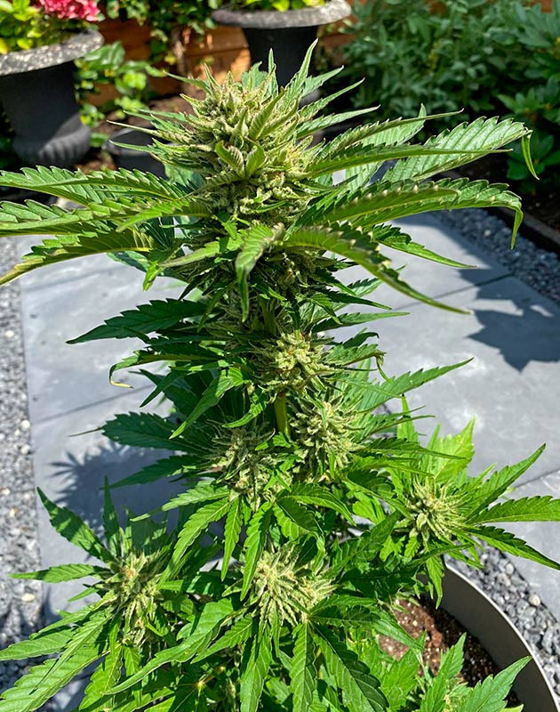 Растишки на завершающем этапе созревания Кусты Guava Auto от FastBuds на 11 неделе