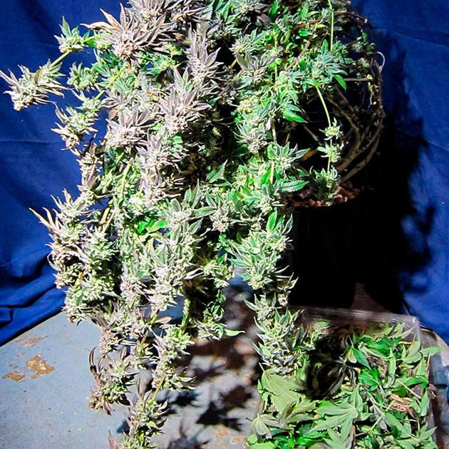 Сбор урожая DDoS #33 Сбор урожай с куста DDoS #33