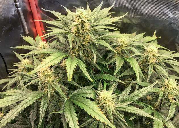 Марихуана сорта + Speed Auto на шестой неделе роста Расстояние от куста конопли до лампы