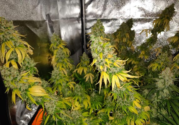 Созревший куст LSD за 14 недель выращивания LSD перед харвестом