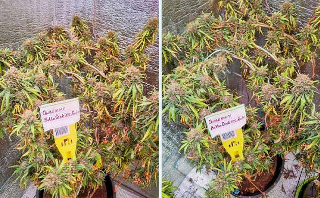 Финальная стадия цветения конопли Каннабис после засухи