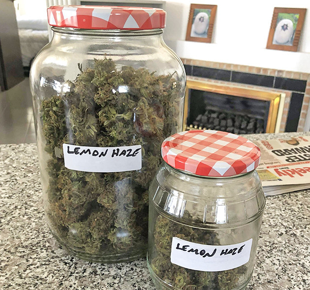 Пролечка шишек Урожай в банках