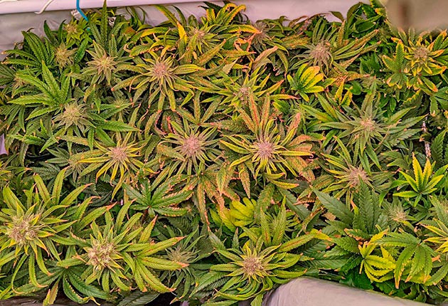 Проблемы кустов конопли Кусты Bruce Banner #3 от сидбанка Herbies Seeds на 13 неделе