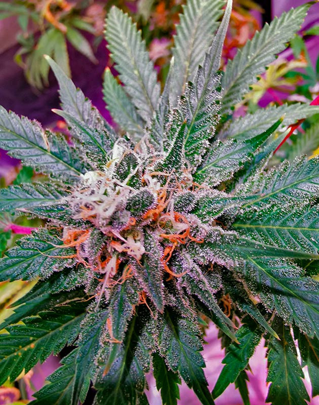 Сбор урожая Куст Gorilla Glue от Monster Genetics на последней неделе выращивания