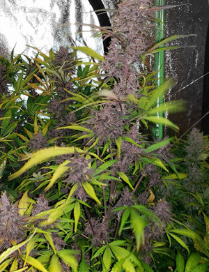 Цветущая кола LSD Auto Кола LSD Auto