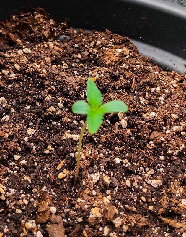 1 неделя Wedding Glue Auto от FastBuds