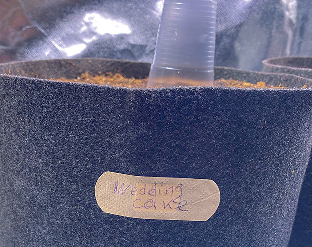 Начало гроуинга Wedding Cake Auto Подготовка семян Wedding Cake Auto к посадке