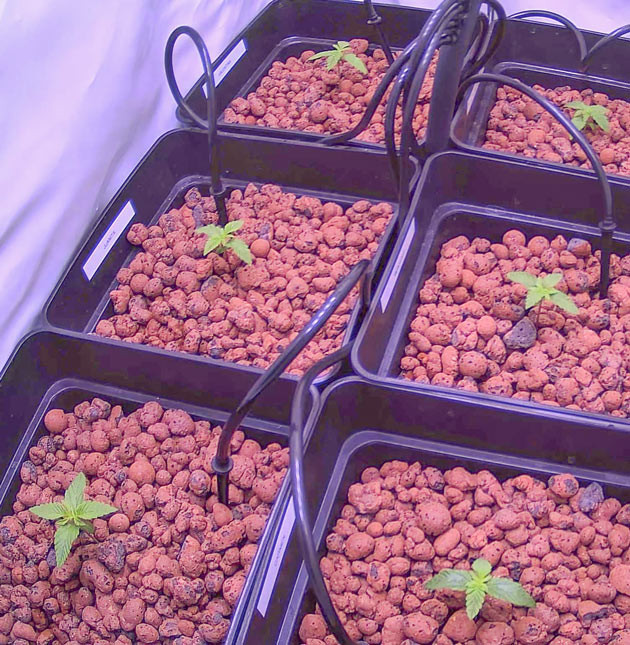 Проращивание семян конопли Bruce Banner Проращивание Bruce Banner