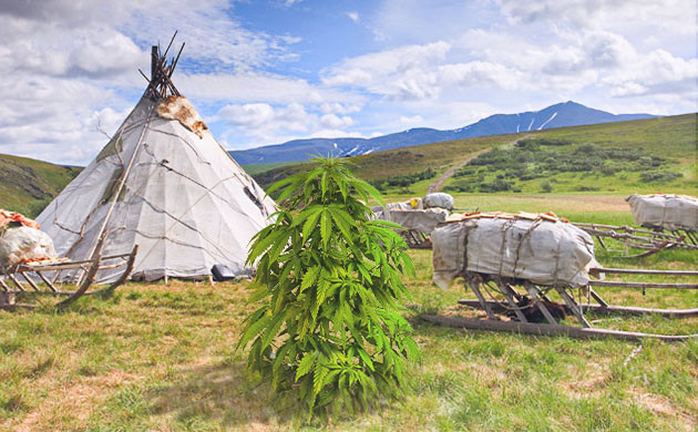 Выращивание быстрого автоцвета Куст растущий на севере