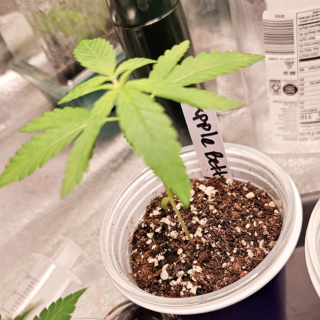 Проращивание сорта Apple Betty Росток сорта Apple Betty