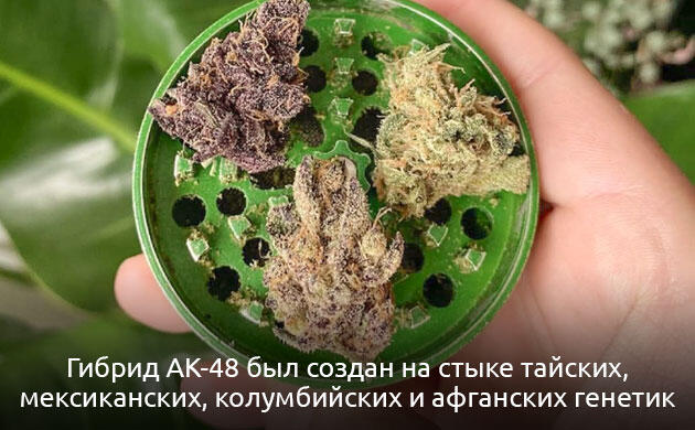 История создания сорта AK-48 Генетика AK-48