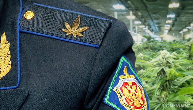 Майор ФСБ выращивал плантацию марихуаны Майор выращивал коноплю