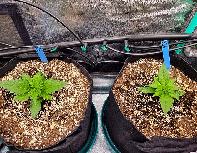 Strawberry Amnesia дневник по выращиванию Оптимальные условия роста Apricot Auto