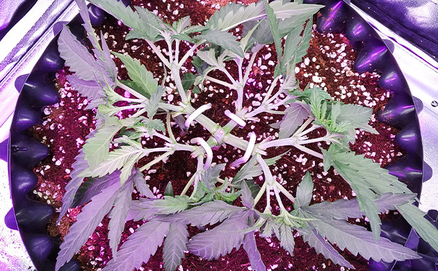 Выполнение техники LST Подгибание ветвей методом LST