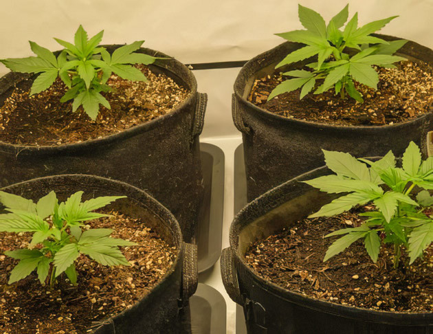 Добавление микроорганизмов для стимуляции корневой системы Кусты Apollo F1 Auto на 4 неделе