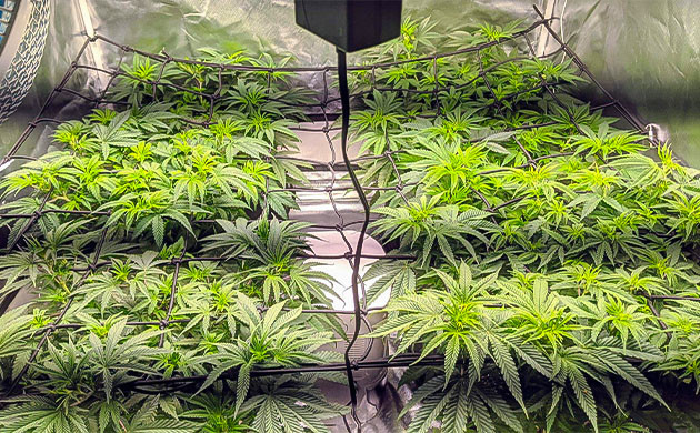 Окончание веги Notorious THC Активная пятая неделя грова