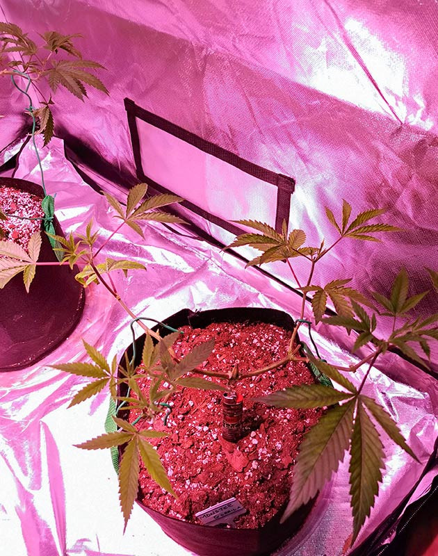 Полив чистой водой Куст Gorilla Glue на 7 неделе выращивания