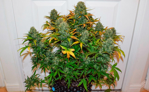 Промывка и харвест конопли Куст конопли перед харвестом