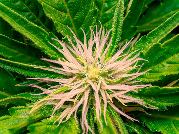 Цветение куста Sensi Star Куст Sensi Star на цветении