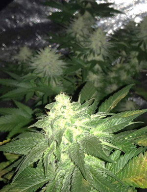 Набор массы шишек Шишка Gorilla Zkittlez