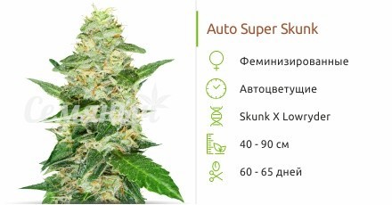 Сорт конопли Auto Super Skunk Auto Super Skunk fem от Семяныч