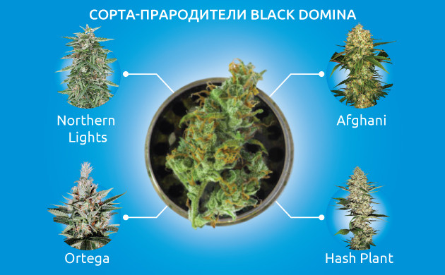 История происхождения сорта конопли Black Domina Сорта-прародители Black Domina