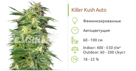 Сорт марихуаны Killer Kush Auto Killer Kush Auto от Sweet Seeds