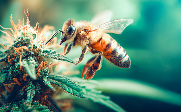 Мёд раскрывает психоактивный потенциал ТГК Мёд – усилитель эффекта конопли