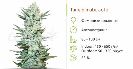 Сорт конопли Tangiematic auto fem Tangie’matic auto fem