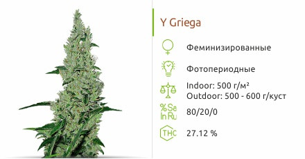 Сорт конопли Y Griega Y Griega от Medical Seeds