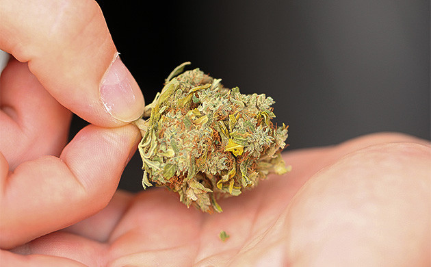 Попкорн бутоны, что это? Некачественные шишки в виде попкорна