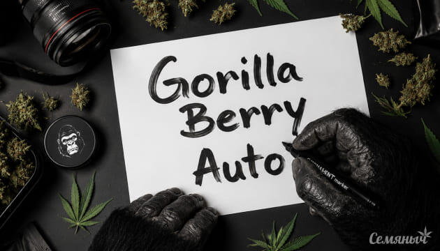 Выращивание сорта марихуаны Gorilla Berry Auto от сидбанка Семяныч Гроурепорт сорта Gorilla Berry Auto от Семяныча