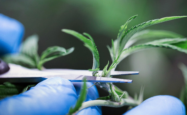 Фимминг куста каннабиса Обрезка макушки куста