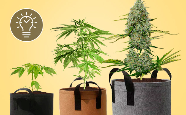 Какой горшок выбрать для фотопериодных сортов конопли Горшки для фотопериодных сортов конопли