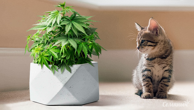 Как вырастить маленький куст каннабиса Способы ограничить размеру куста конопли при выращивании