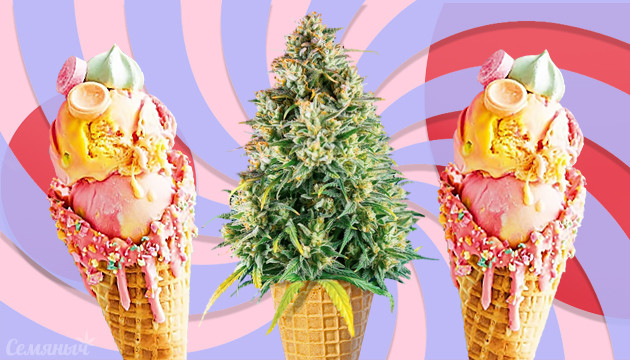 Все о генетике Gelato Сорт конопли Gelato