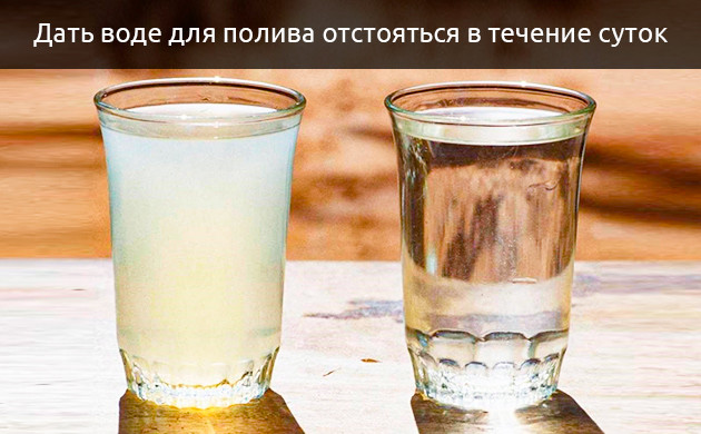 Сухие листья конопли из-за некачественной воды Сухие листья конопли от плохой воды