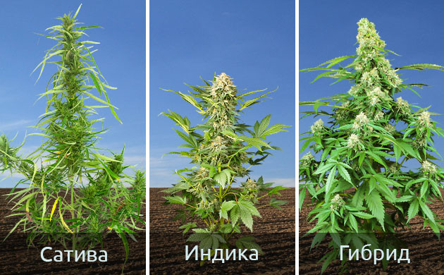 Что нужно для большого куста, сатива или индика? Выбор между сативой и индикой