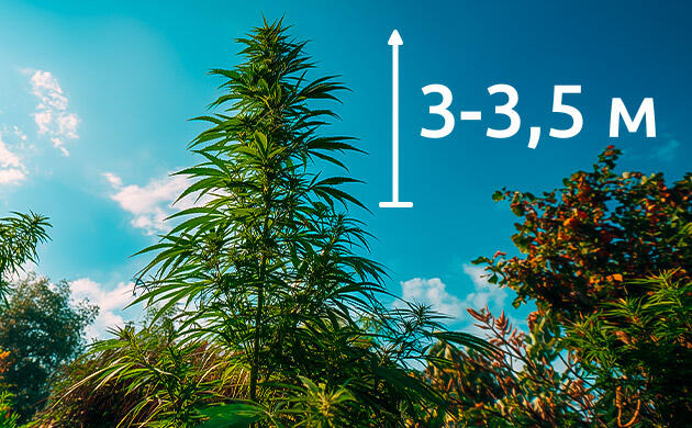 Тонкости выращивания сорта в индоре и аутдоре Выращивание конопли Amnesia