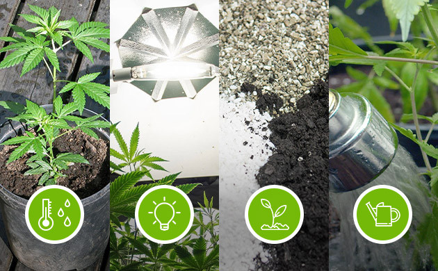 Поддержание комфортных условий выращивания Необходимые условия для комфортного развития конопли