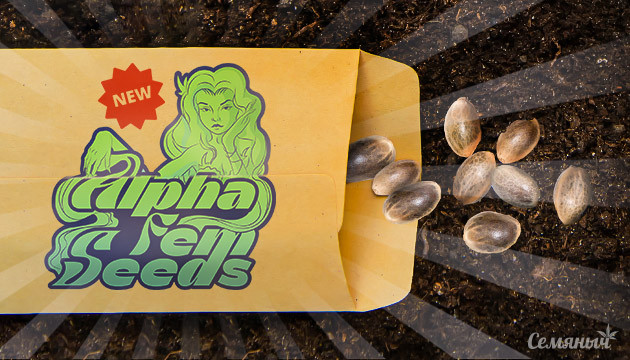 Сидбанк AlphaFem Seeds Новый бридер AlphaFem Seeds
