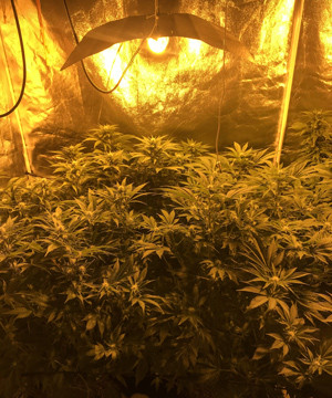 Формирование шишек 4 неделя цветения