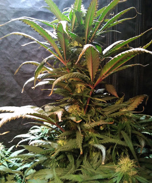 Световые ожоги на марихуане Проблемы с ожогами на конопле